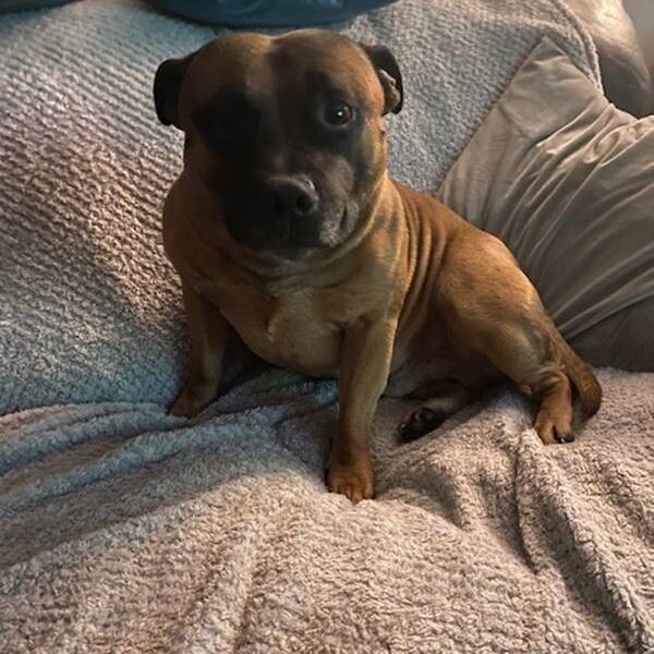 Copper Beech Vets Veterinary surgeons Roe Lane